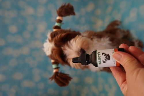 Customer photo review of Bailey's Full Spectrum Hemp Oil For Dogs w/ 300MG Naturally Occurring CBD