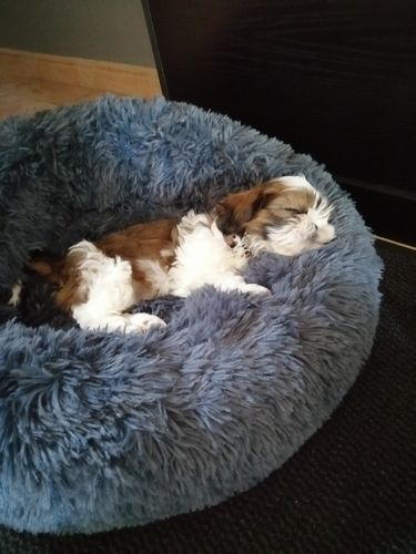 Customer photo review of Lit Apaisant Comfy® |  Pour Chien et Chat