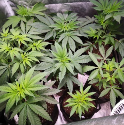 Customer photo review of Sayhon LED Grow Light 2000W Dimmable Grow Lamp with OSRAM Chips & UL Listed Driver Full Spectrum Plants Lights for Indoor Veg and Flower Growing Light Fixtrues 592 LEDs SH2000
