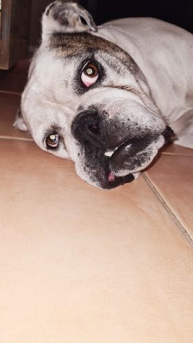 Customer photo review of Tips & Toes - Nose and Paw Balm