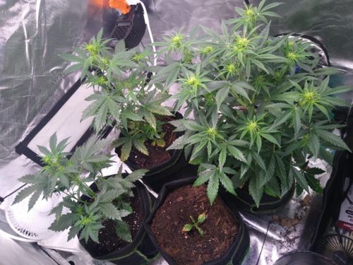 Customer photo review of Sayhon LED Grow Light 1000W Dimmable Grow Lamp with OSRAM Chips & UL Listed Driver Full Spectrum Plants Lights for Indoor Veg and Flower Growing Light Fixtrues 296 LEDs SH1000