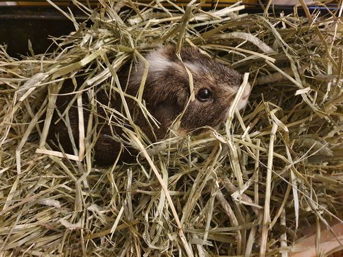 Customer photo review of Timothy Hay Box