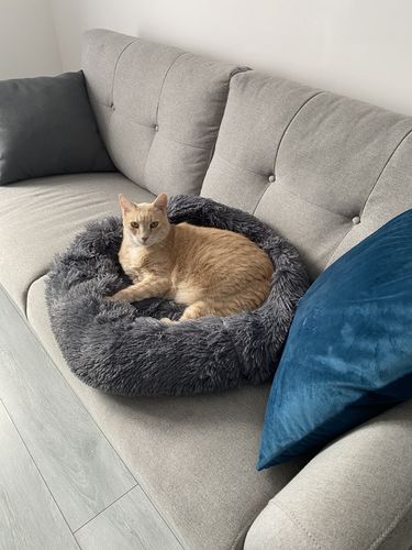 Customer photo review of Lit Apaisant Comfy® |  Pour Chien et Chat