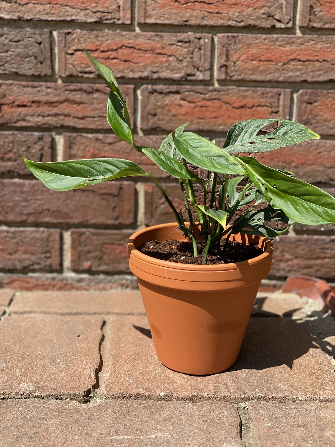 Customer photo review of 4" Monstera Adansonii (Narrow Leaf)