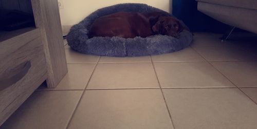 Customer photo review of Lit Apaisant Comfy® |  Pour Chien et Chat