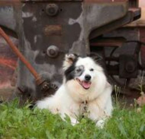 Customer photo review of Peakmart™ Böhmischer Traumfänger mit Wunschfoto