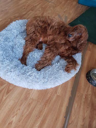 Customer photo review of PawBabe Dog Bed