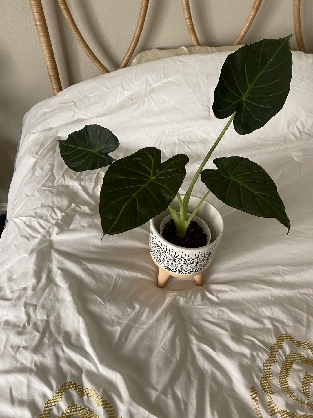 Customer photo review of 4" Alocasia Regal Shield