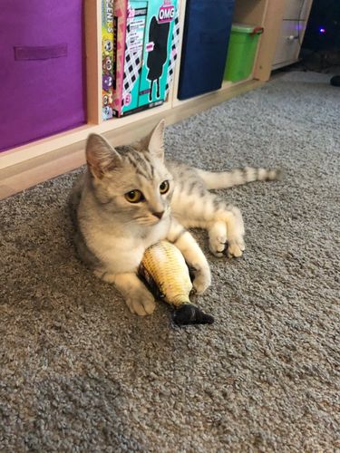 Customer photo review of Cat Igloo Insulated House