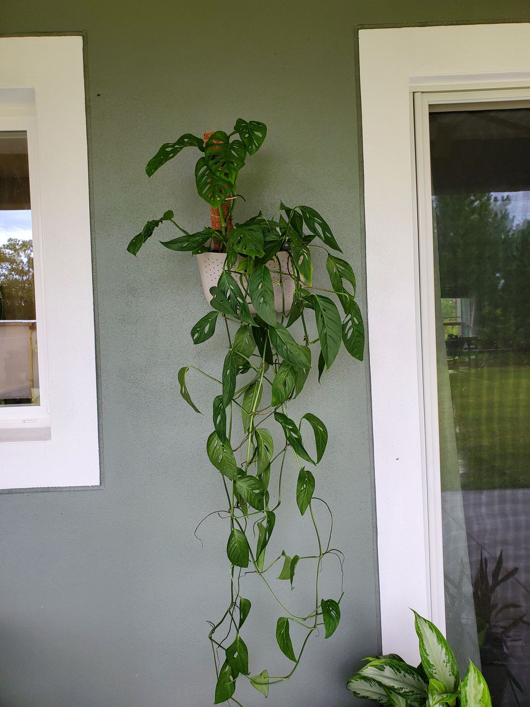 Customer photo review of Wally Eco Stone Wall Planter