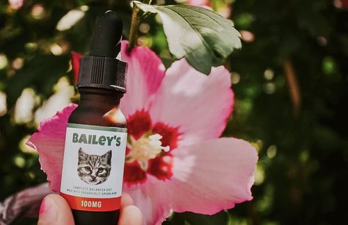 Customer photo review of Bailey's Full Spectrum Hemp Oil For Dogs w/ 300MG Naturally Occurring CBD