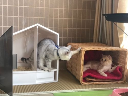Customer photo review of Furrytail XL Semi-Closed Glow House Cat Litter Box with Scoop