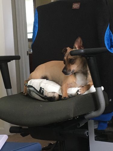 Customer photo review of Custom Dog Pillow