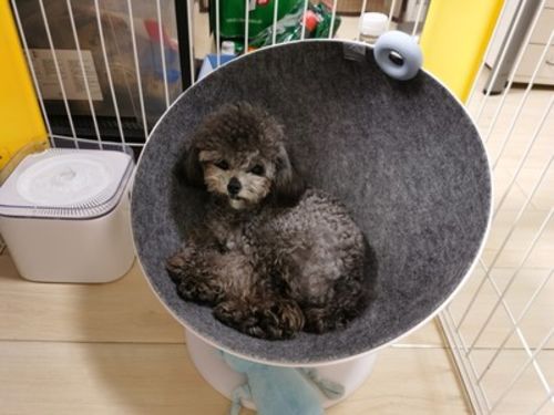 Customer photo review of Furrytail Boss Cat Bed, Elevated Cat Chair