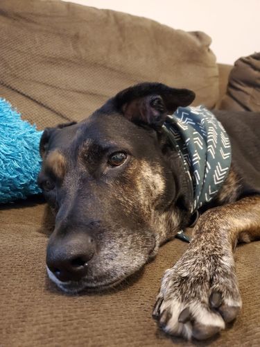 Customer photo review of Matching Bandana & Facemask Bundle