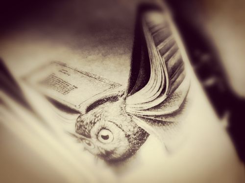 Customer photo review of Hibook