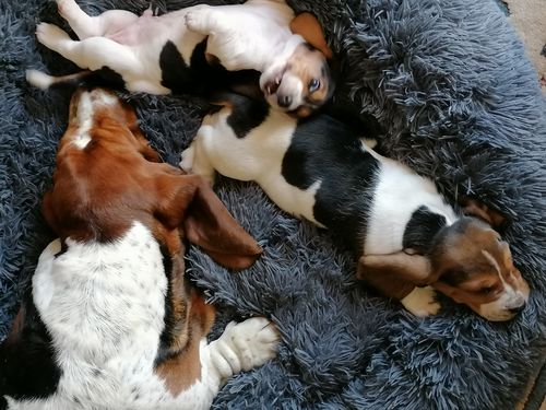 Customer photo review of Lit Apaisant Comfy® |  Pour Chien et Chat