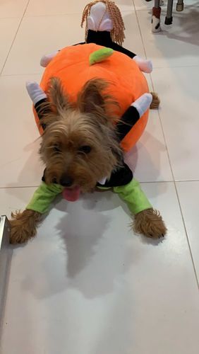 Customer photo review of Petyfy™ Pumpkin