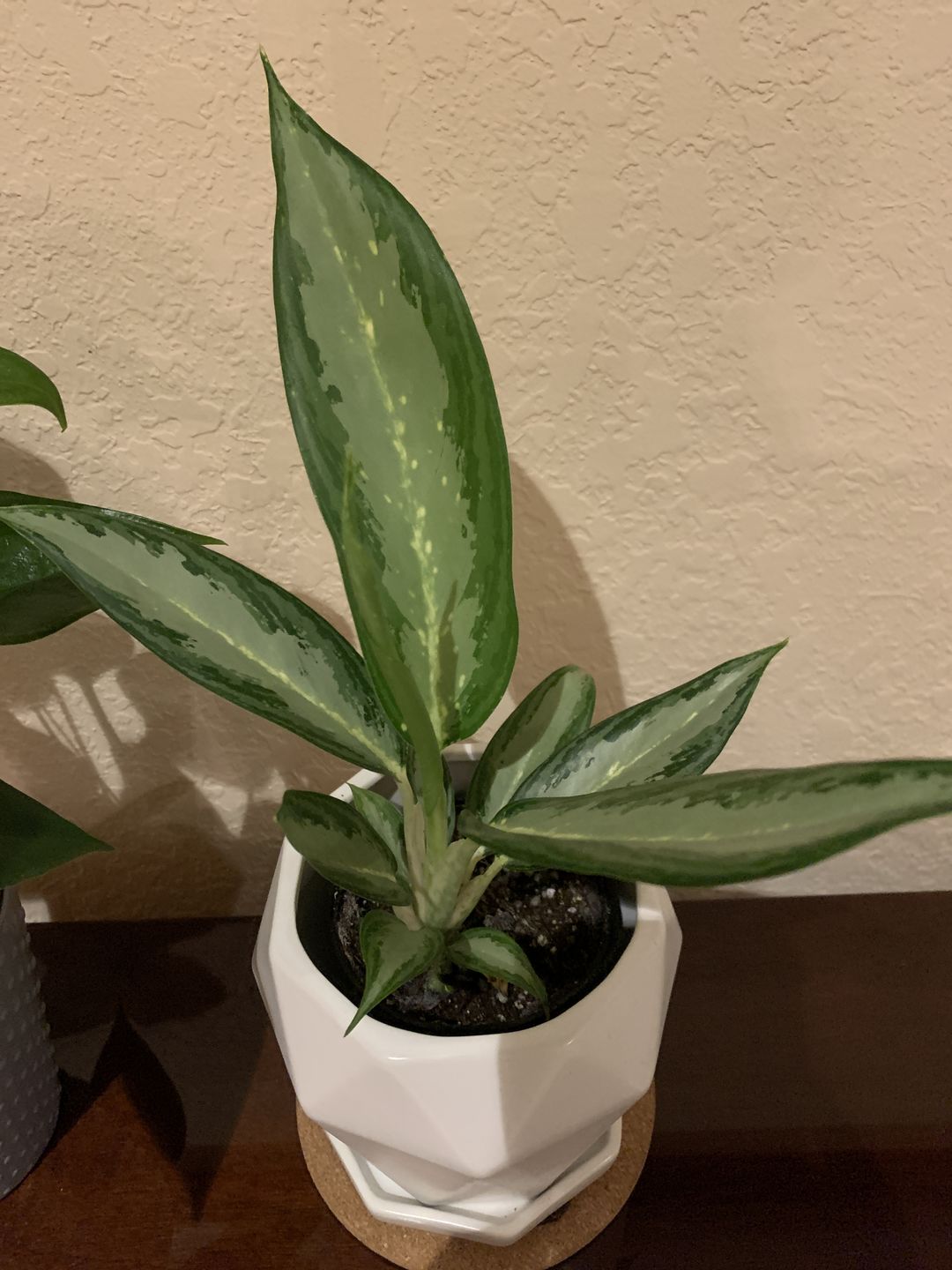 Customer photo review of 4" Aglaonema White Rain