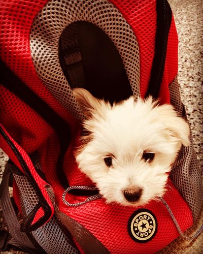 Customer photo review of Petyfy™ Dog Backpack + Lifetime Warranty!