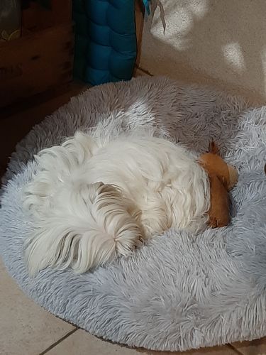 Chat Dort Au Dessus De Ma Tete Puppy Love Avis - 9,418 Avis | puppylove.fr