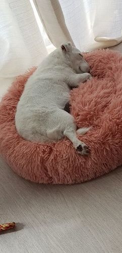 Customer photo review of Lit Apaisant Comfy® |  Pour Chien et Chat