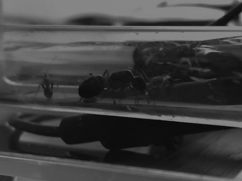 Customer photo review of Camponotus barbaricus colony