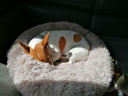 Customer photo review of Lit Apaisant Comfy® |  Pour Chien et Chat