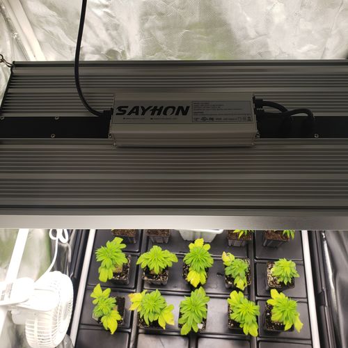 Customer photo review of Sayhon LED Grow Light 2000W Dimmable Grow Lamp with OSRAM Chips & UL Listed Driver Full Spectrum Plants Lights for Indoor Veg and Flower Growing Light Fixtrues 592 LEDs SH2000