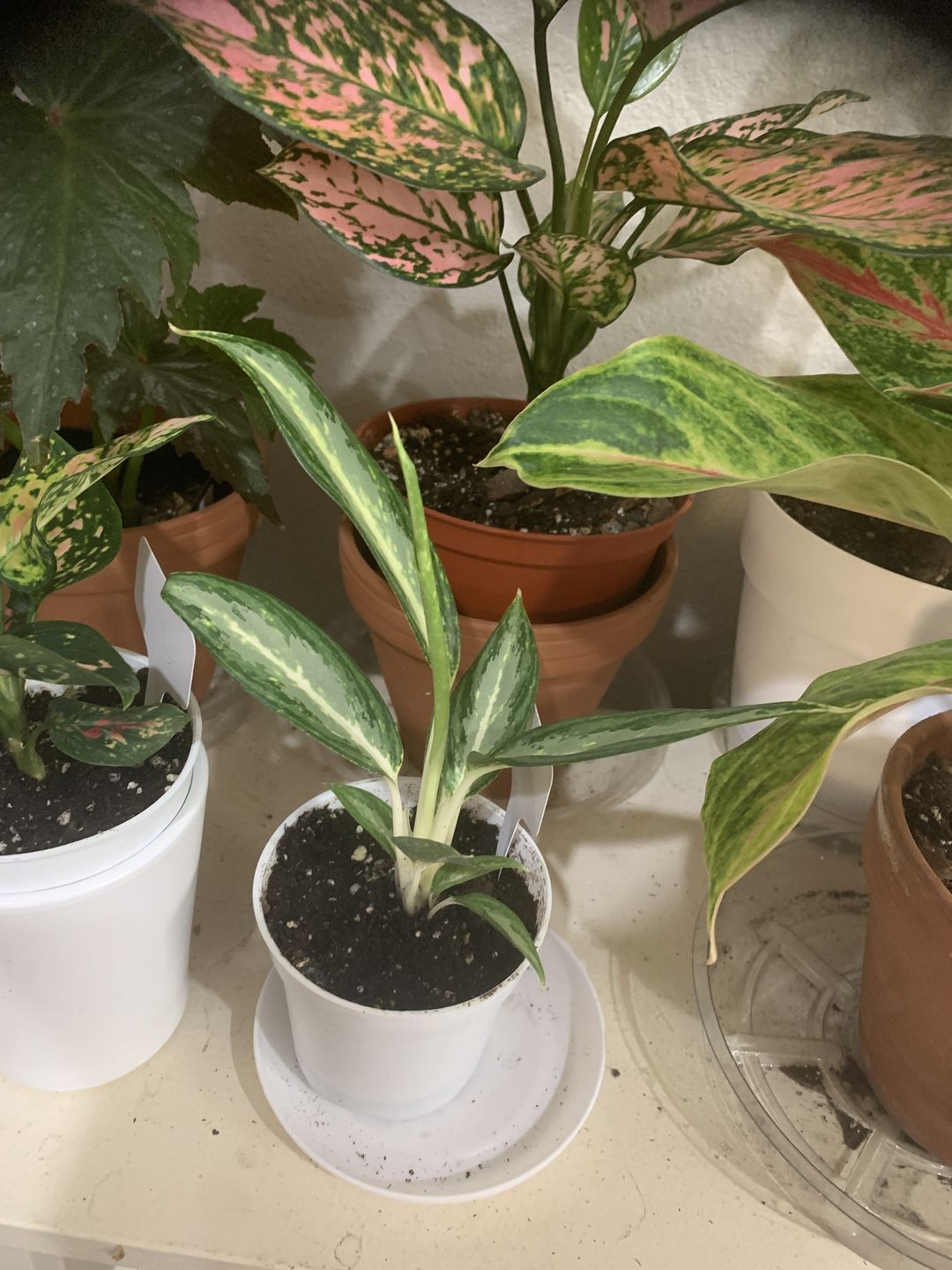 Customer photo review of 4" Aglaonema White Rain