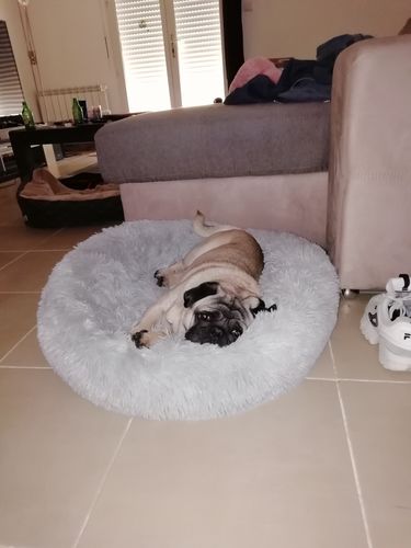 Customer photo review of Lit Apaisant Comfy® |  Pour Chien et Chat