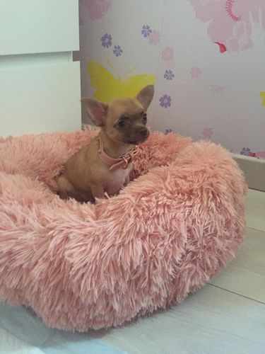 Customer photo review of Lit Apaisant Comfy® |  Pour Chien et Chat