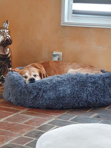 Customer photo review of Lit Apaisant Comfy® |  Pour Chien et Chat