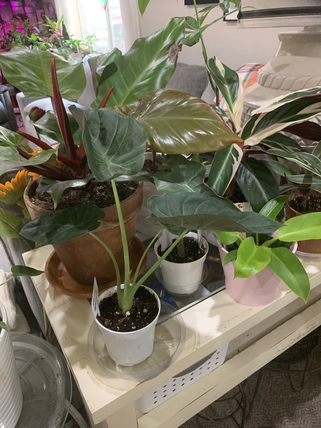 Customer photo review of 4" Alocasia Regal Shield