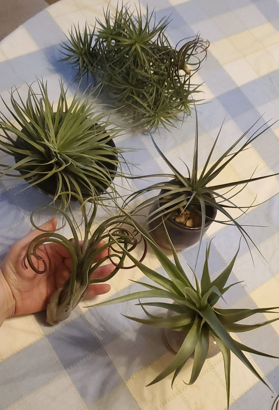 Customer photo review of Large Air Plants Mystery Box