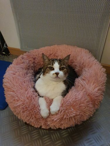 Customer photo review of Lit Apaisant Comfy® |  Pour Chien et Chat