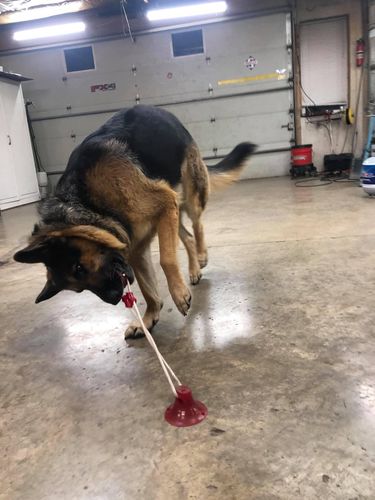 Customer photo review of Suction Cup Dog Tug Toy - Keep Your Dog Busy For Hours