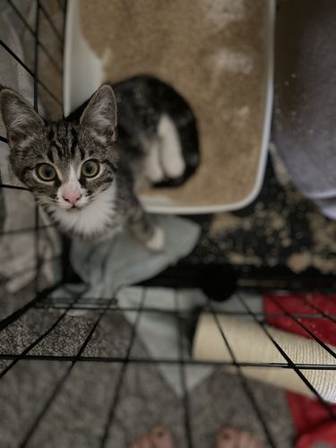 Customer photo review of Sustainable Litter