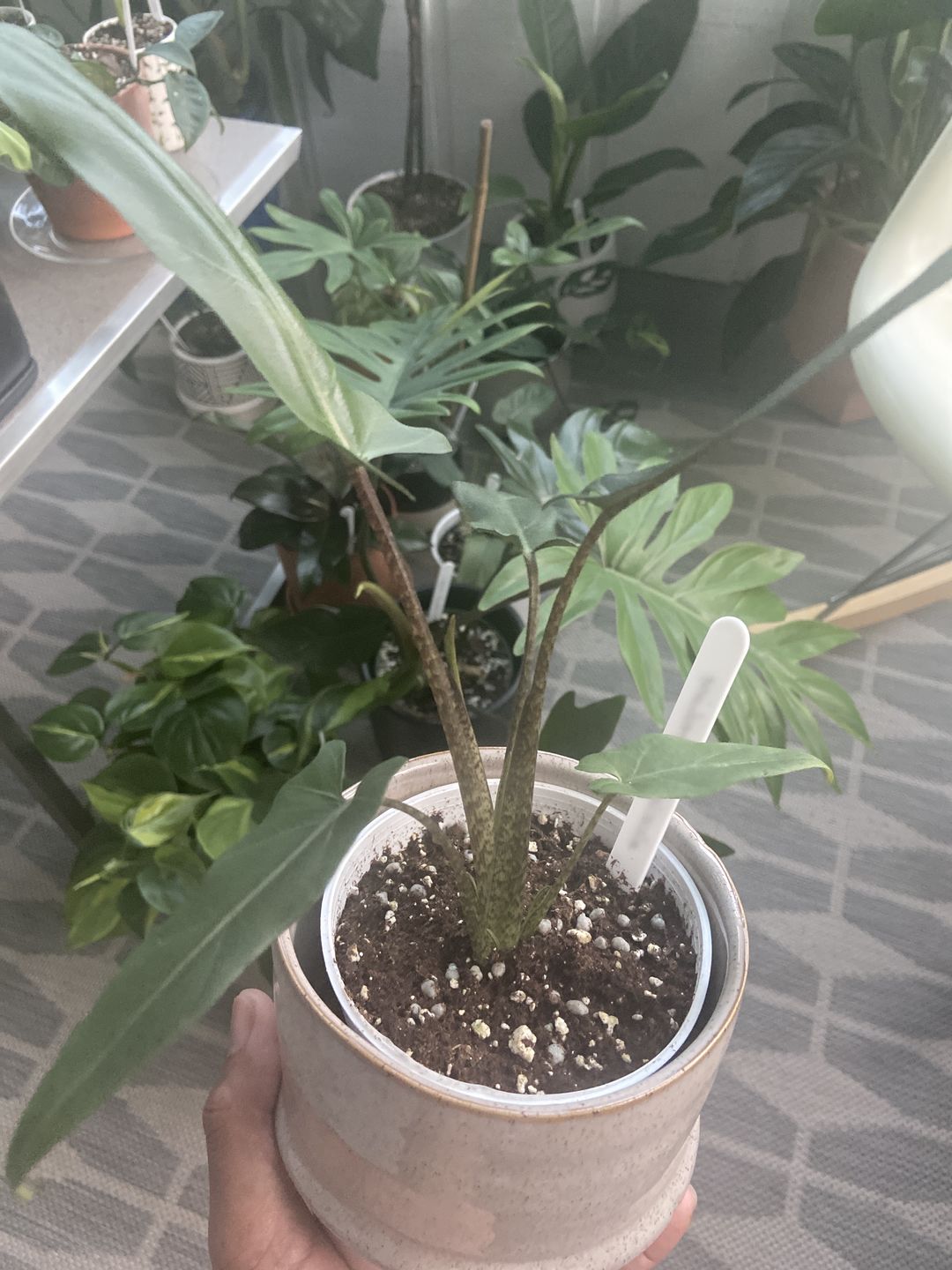 Customer photo review of 4" Alocasia Lauterbachiana
