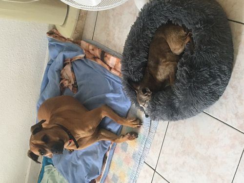 Customer photo review of Lit Apaisant Comfy® |  Pour Chien et Chat