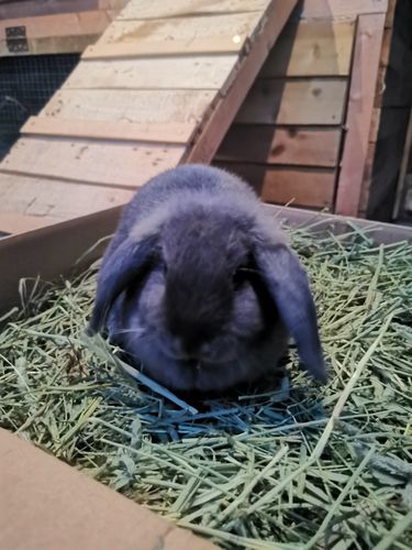 Customer photo review of 50/50 Hay Box