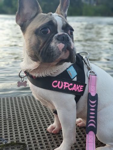 Customer photo review of Signature Kit