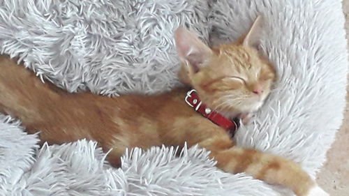 Customer photo review of Lit Apaisant Comfy® |  Pour Chien et Chat
