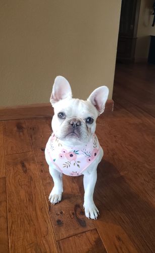 Customer photo review of watercolor Floral engraving collar