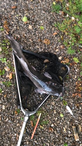 Customer photo review of 20g Smart Fishing Float