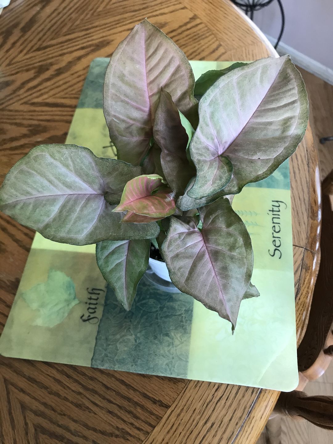 Customer photo review of 4" Syngonium Regina Red
