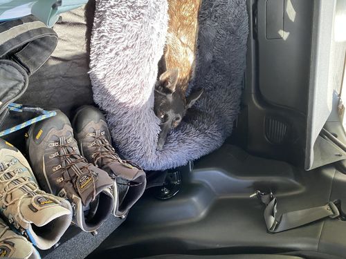Customer photo review of Lit Apaisant Comfy® |  Pour Chien et Chat