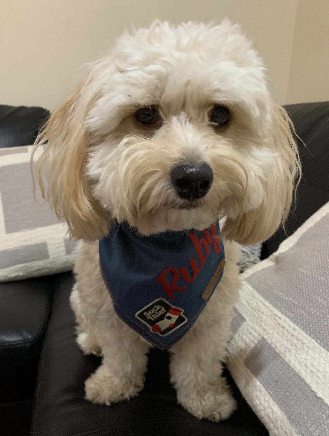 Customer photo review of Custom Text Denim Dog Bandana
