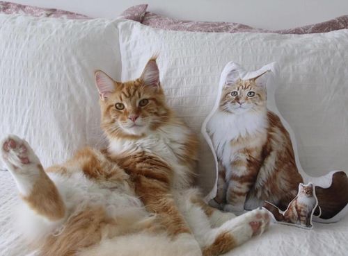 Customer photo review of Personalisiertes Katzenkissen™