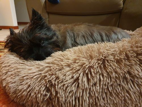 Customer photo review of Calming Dog Bed with Removable Cover